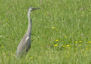 Gnezdišča sive čaplje in Naravoslovna učna pot 1